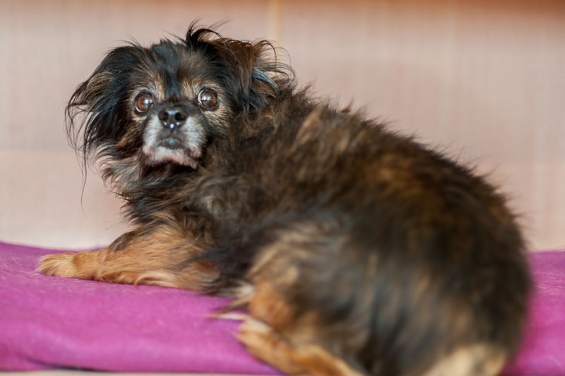 Gypsy Ein kleiner, struppiger Hund mit braunem Fell, der auf einer Decke liegt.