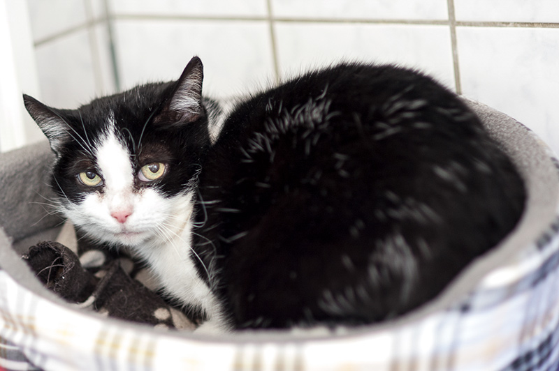 Flocke Schwarz-weiße Katze, zusammengerollt in einem gemütlichen Körbchen.