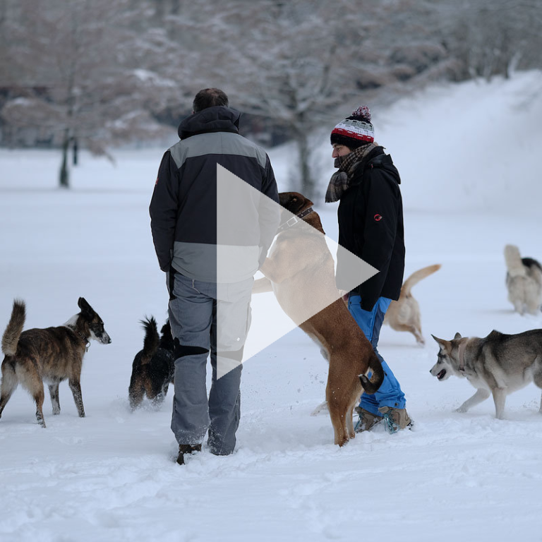 Winter im Tierheim Zwei Personen im Schnee spielen mit mehreren Hunden.