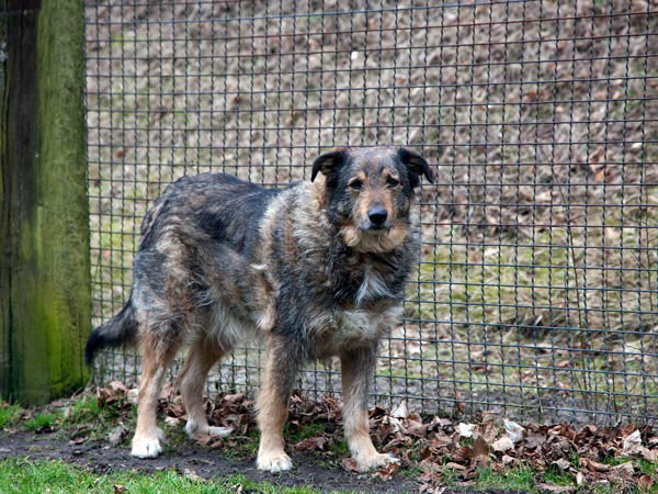 Django Ein mittelgroßer, graubrauner Hund steht vor einem Maschendrahtzaun.