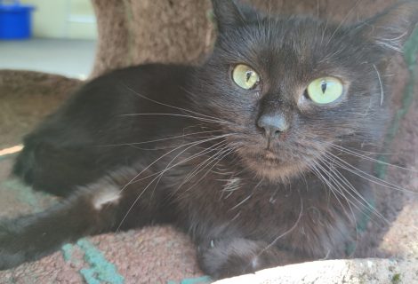 Mohrle Schwarze Katze mit leuchtend grünen Augen, entspannt auf einer Decke liegend.