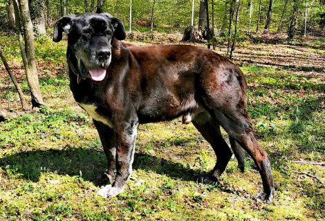 Bobby Schwarzer Hund steht im Wald auf grünem Gras. Sonne scheint auf sein Fell.