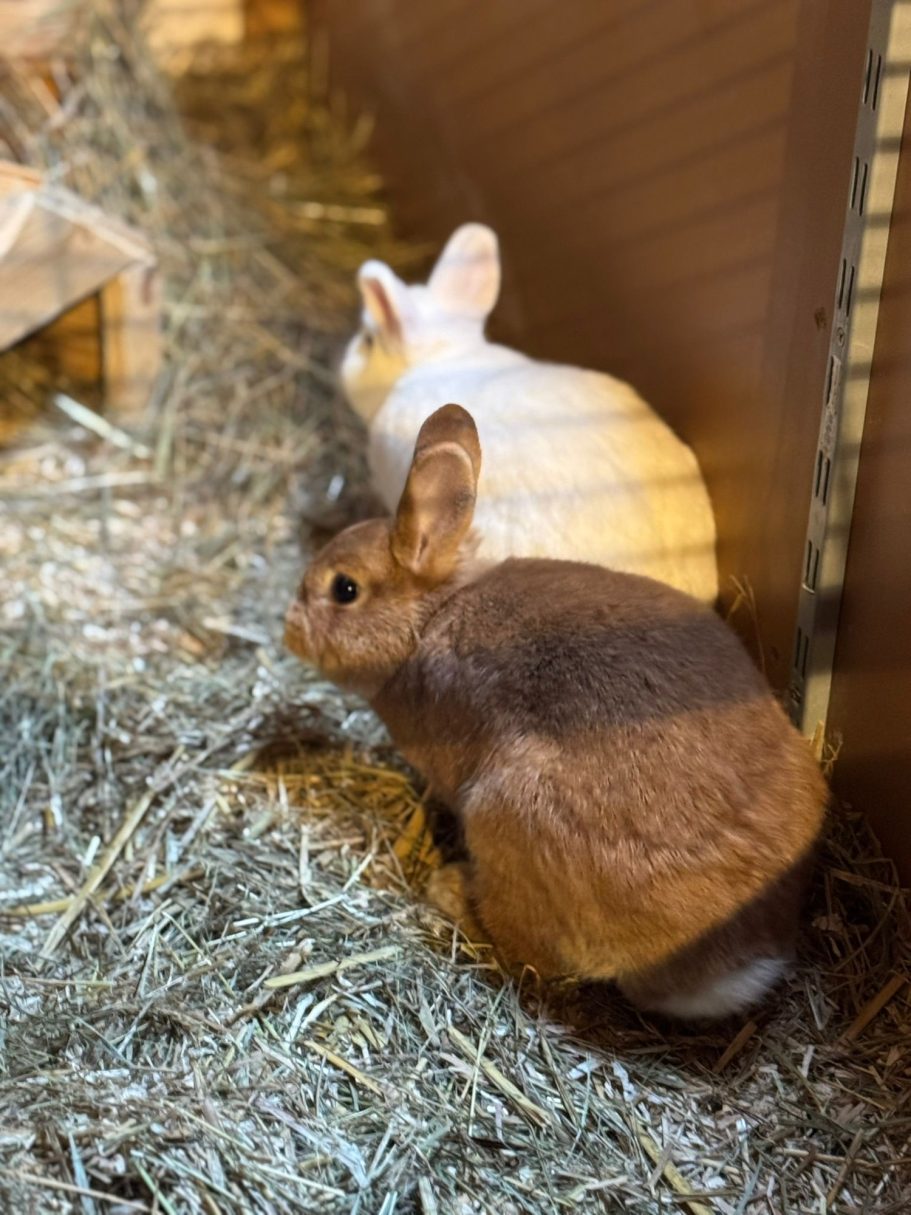 Flocke und Socke Zwei Kaninchen, eines braun und eines weiß, sitzen in frischem Heu.