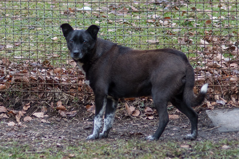 Jacko Schwarzer Hund mit weißen Flecken, steht im Freien auf dem Boden zwischen Laub.