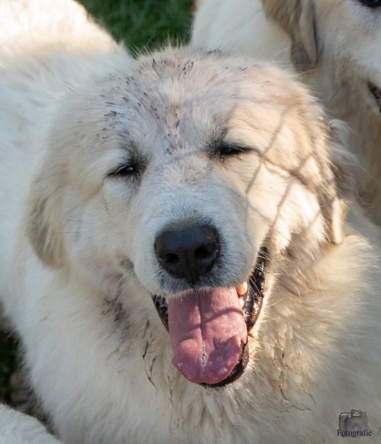 Ein fröhlicher, weißer Hund mit leicht schmutzigem Fell und einem breiten Grinsen.
