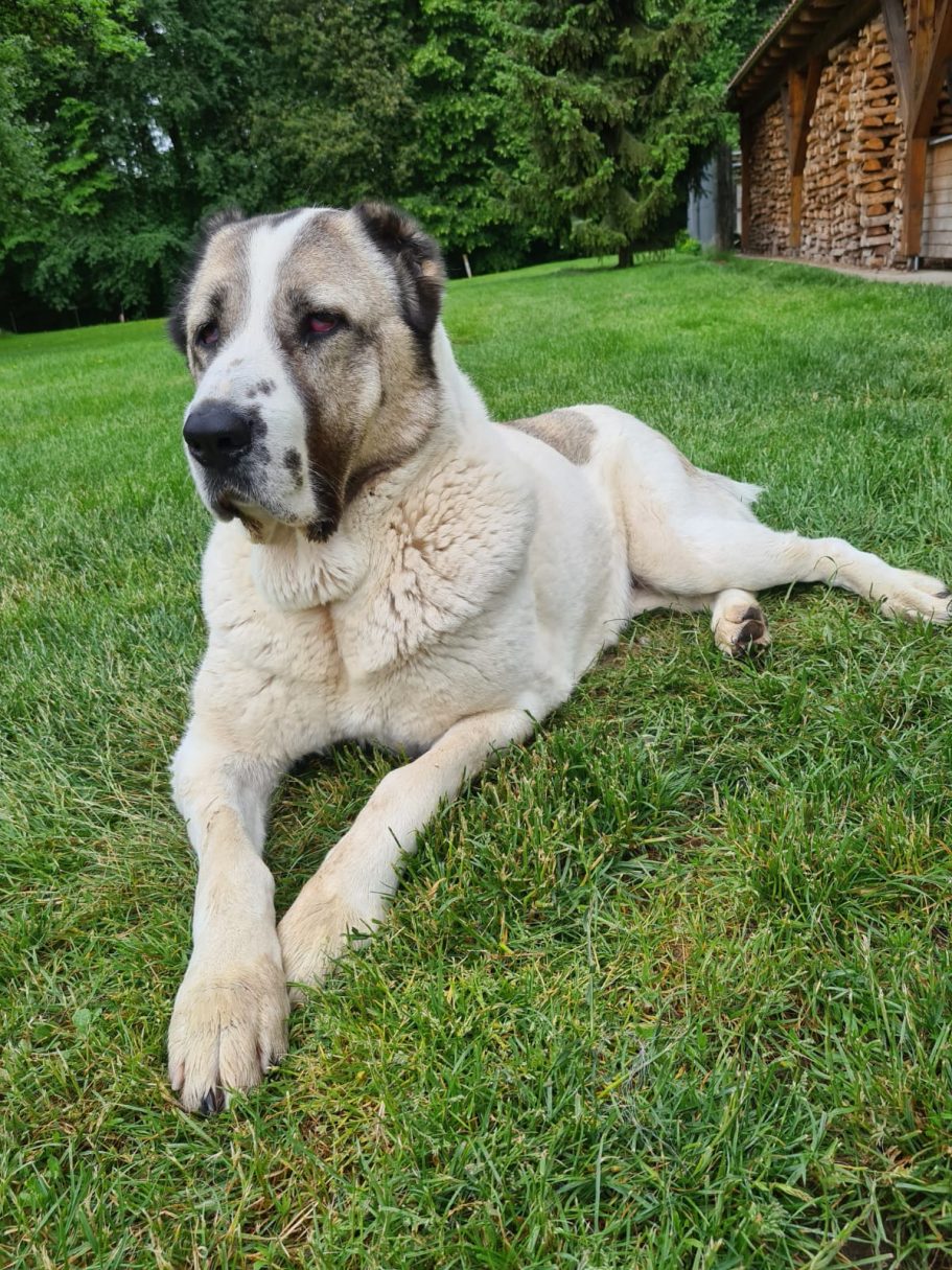 Silva Ein großer, gelb-brauner Hund liegt entspannt auf grünem Rasen.